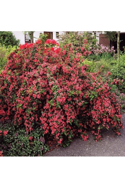 Вейгела Брістол Рубі